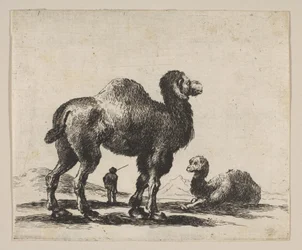 Ilustração 17: camelos, de Various animals Diversi animali, após 1641.