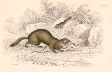 Polecat Mustela putorius, membro da família doninha, 1828