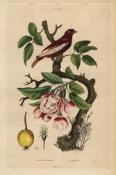 Pompadour cotinga, Xipholena punicea, sobre uma macieira, Malus pumila, fruta, flor Pompadour et pommier a bouquets