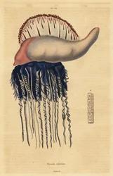 Homem de guerra português, Physalia physalis