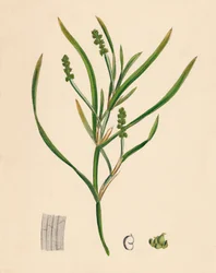 Potamogeton zosterifolius. Pondweed com folhas, do século XIX