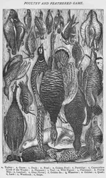 Aves de capoeira e caça de penas, 1907