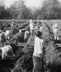 Preparando canais de irrigação em uma plantação de açúcar, Java, Índias Orientais Holandesas, 1927