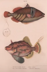 Hornfish espinhoso Batistes aculeatus, Monacanthus bifilamentosus, c.1850s