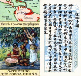 Principais áreas para a produção de cacau, da série de cartões de cigarros "Produtos do Mundo" produzidos pela Wills Cigarros "Pirata" para o mercado chinês