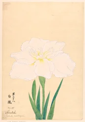 Impressão, Cachoeira Branca (Shirataki), No. 28