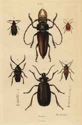 Psalidognathus friendii 1, Madre de la Culebra, Acanthinodera cumingii 2, Allocerus dilaticorne 3, Callipogos barbatus 4, Anacolus sanguineus 5 e Prionus flavipennis 6