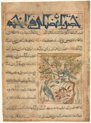 Qualidades de Ringdoves retomadas de um Manafi al-Hayawan Sobre a Utilidade dos Animais, c. 1300