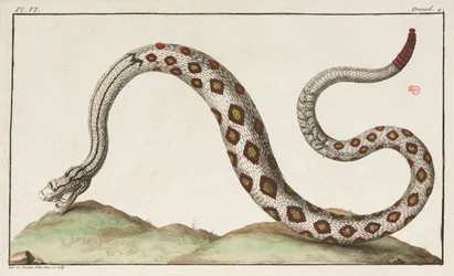 Cascavél