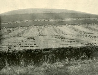 Reaper & Binder Competition, Monte Blowhard, perto de Ballarat, 1901.