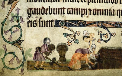 Colhendo e ligando feixes do Saltério de Luttrell, ca 1330