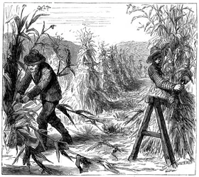 Colhendo e socking-up milho para secar, Lake Drie, Canadá, 1880
