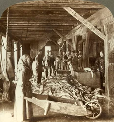 Recebendo peixes de embarcações marítimas e embalando para exportação - armazém de peixes, Aalesund, Noruega, c1905.