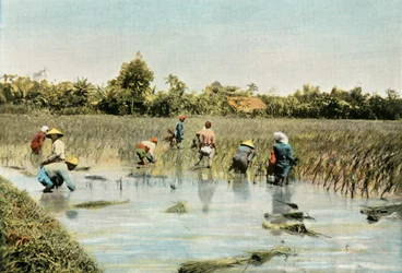 Arroz Colheita de Arroz, 1900.