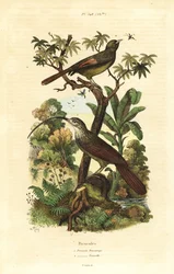 Faqueiro-de-bico-vermelho, Campylorhamphus trochilirostris e olivaceous woodcreeper, Sittasomus griseicapillus