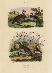 Perdiz de perna vermelha, Lectures rufa, e perdiz cinza, Perdix perdix perdix rouge et perdrix grise