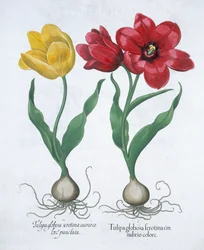 Tulipa vermelha e amarela, 1613