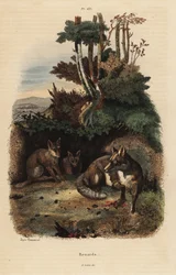 Red foxes, Vulpes vulpes, fora de uma toca