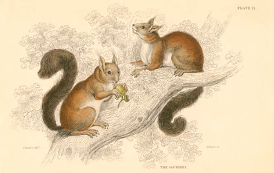Esquilo-vermelho Sciurus vulgaris, roedor de árvores nativas da Europa e Ásia, 1828