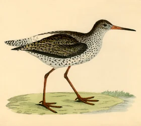 Redshank, final do século XIX.
