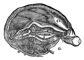 Diagrama de Rene Descartes do cérebro e olho humanos, 1692