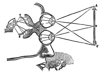 Ilustração de René Descartes sobre a coordenação dos sentidos, 1692