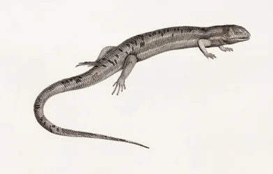 Répteis: Gigantescos buracos