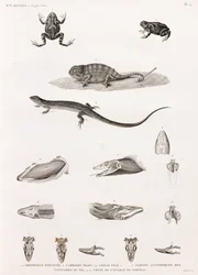 Répteis: série de ilustrações de répteis