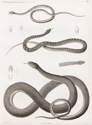 Répteis: série de ilustrações de cobras
