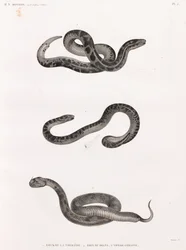 Répteis: cobras