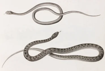 Répteis: duas imagens de perto de ilustrações de cobras