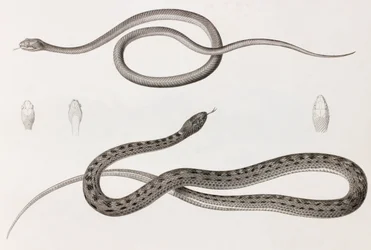 Répteis: duas imagens de perto de ilustrações de cobras