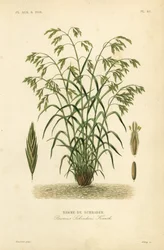 Rescuegrass, ou Bromus catharticus, Bromus schraderi, Brome de Schrader