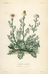 Camomila romana ou camomila, Chamaemelum nobile, Anthemis nobilis, Camomille romaine
