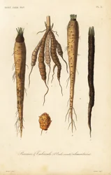 Vegetais de raiz, racines et tubercule alimentaires