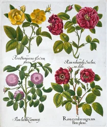 Rosas, 1613