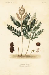 Royal fern, Osmunda regalis, Osmonde royale