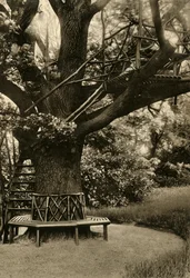 Tratamento Rústico. - Casa de verão em uma árvore, uma casa de chá ideal, 1920.