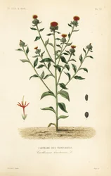 Safflower, Carthamus tinctorius, Carthame des teinturiers