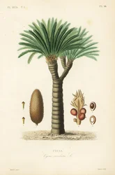 Sago palm, king sago, sago cycad ou sago palm japonês, Cycas revoluta, Cycas