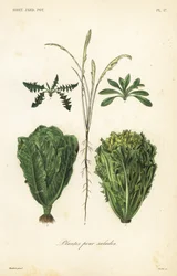 Saladarias, plantas para saladas