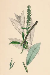 Salix phylicifolia, var. radicans. Sallow com folhas de chá, var. a., século XIX