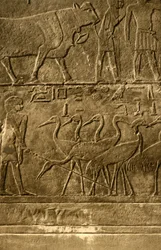 Saqqara - pinturas murais do túmulo de Ti, c1918-c1939.