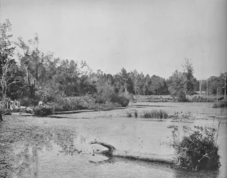 Cena no Mississippi, c1897.