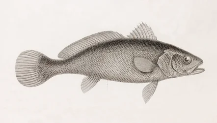 Sciene Corb, fechar