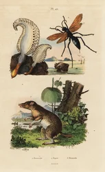 Caneta marinha, Pennatula phosphorea 1, vespa aranha, Pepsis limbata 2, e bandicoot de nariz comprido, Perameles nasuta 3