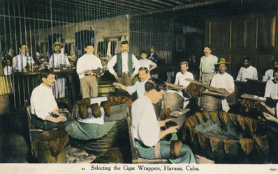 Selecionando os invólucros de charutos, Havana, Cuba, c1910