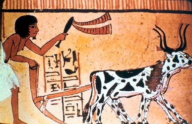 Sennutem arando com gado, pintura de tumba egípcia antiga, novo reino 1550-1069 aC