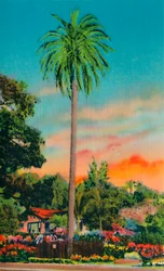 Palmeira da Serra. A primeira palmeira na Califórnia, c1941
