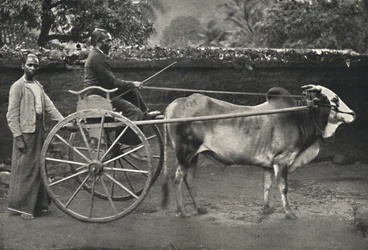 Vagão zebra cingalês, 1926